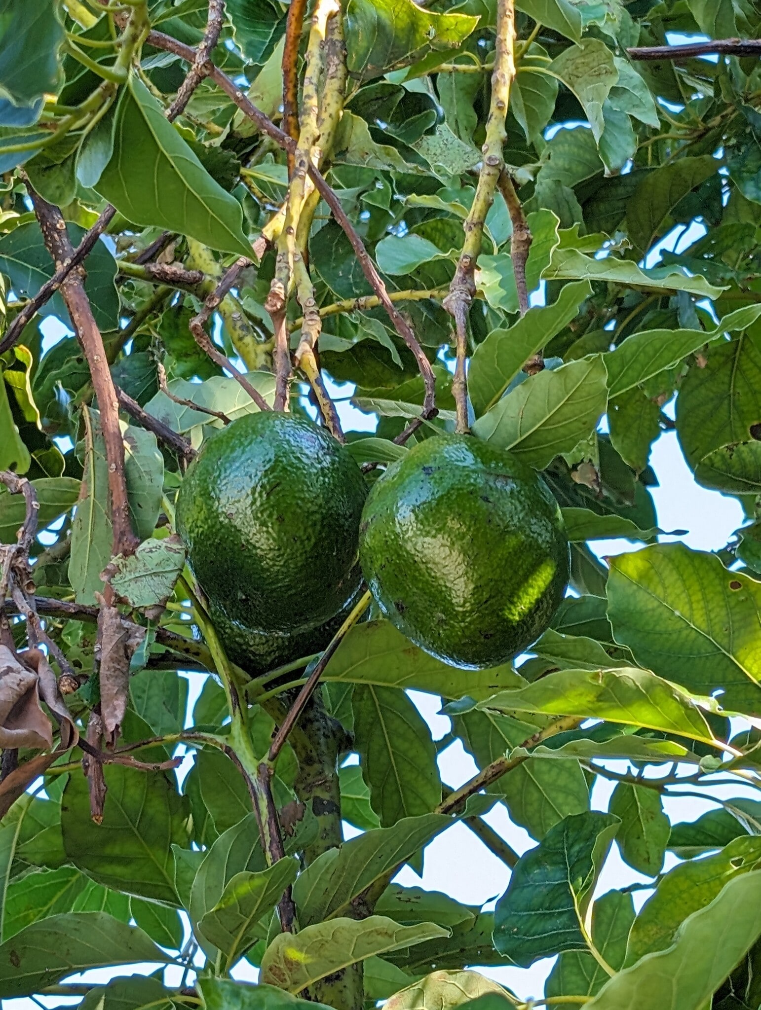 Building Photo - 2229 Heritage Greens Dr