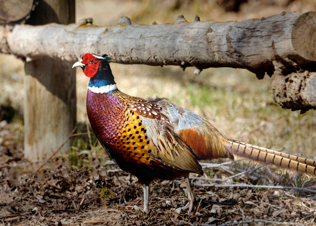 All sorts of beautiful birds on the property - 575 N Canyon Creek Rd