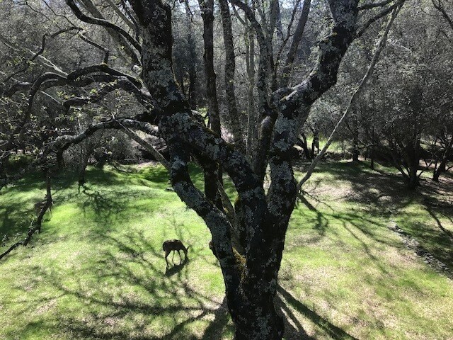 Building Photo - Beautiful Lake Wildwood Home with private back yard.