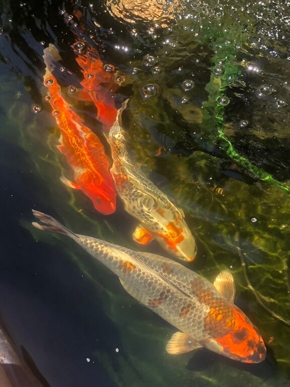 Building Photo - 8 Rock Cliff Rd