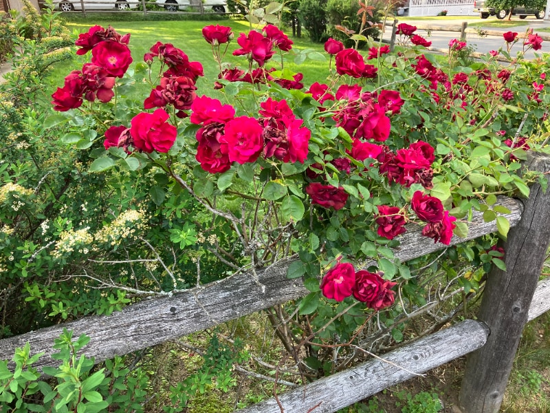 Building Photo - 2 Woburn St