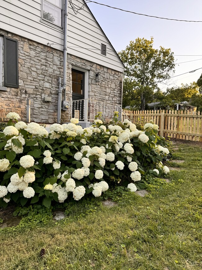 Fenced side yard - 3800 Auburn Ln