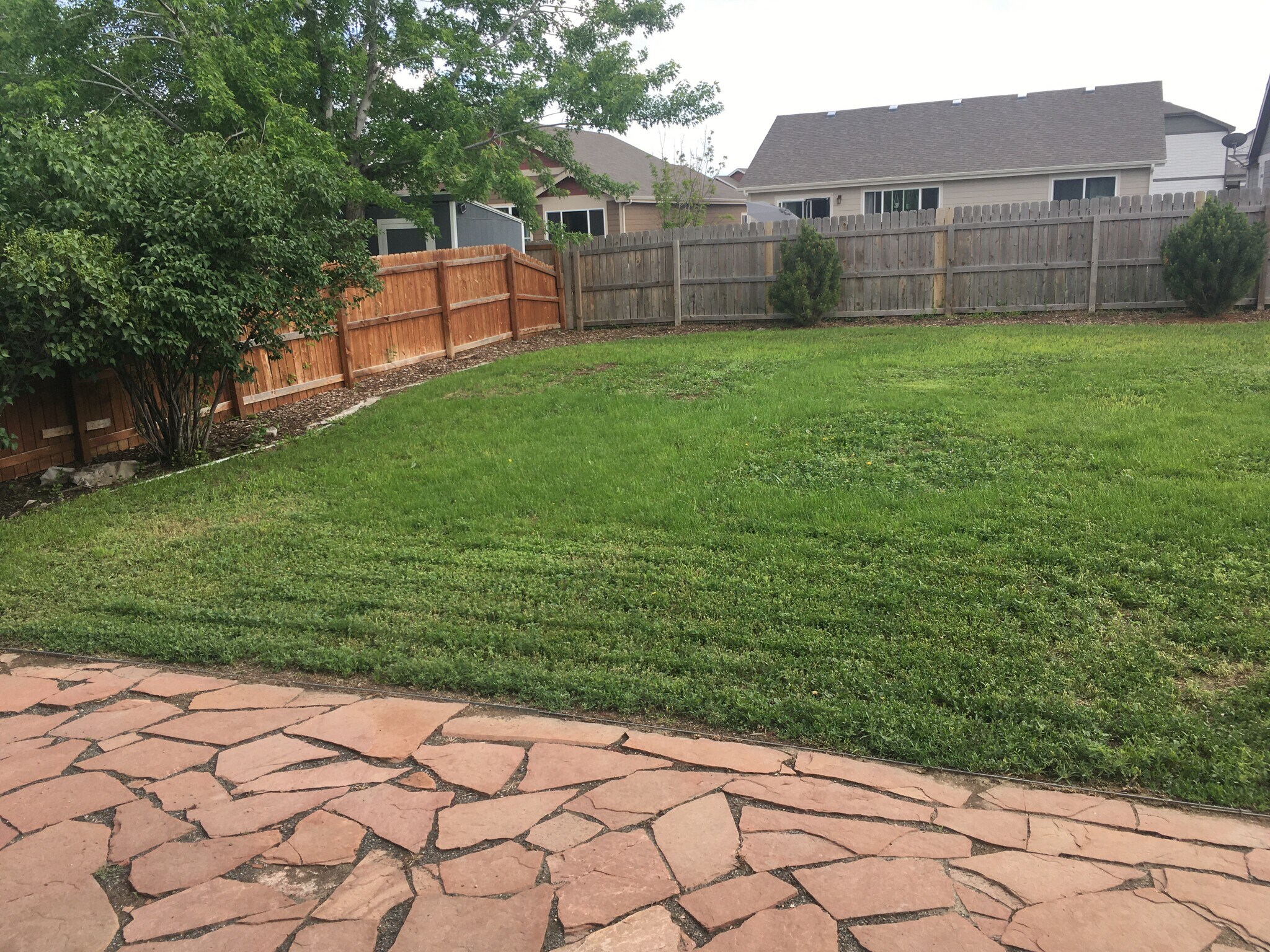 Back yard - 809 Scotch Pine Dr