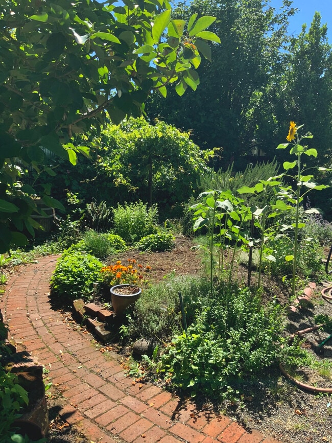 side garden - 4214 N Albina Ave