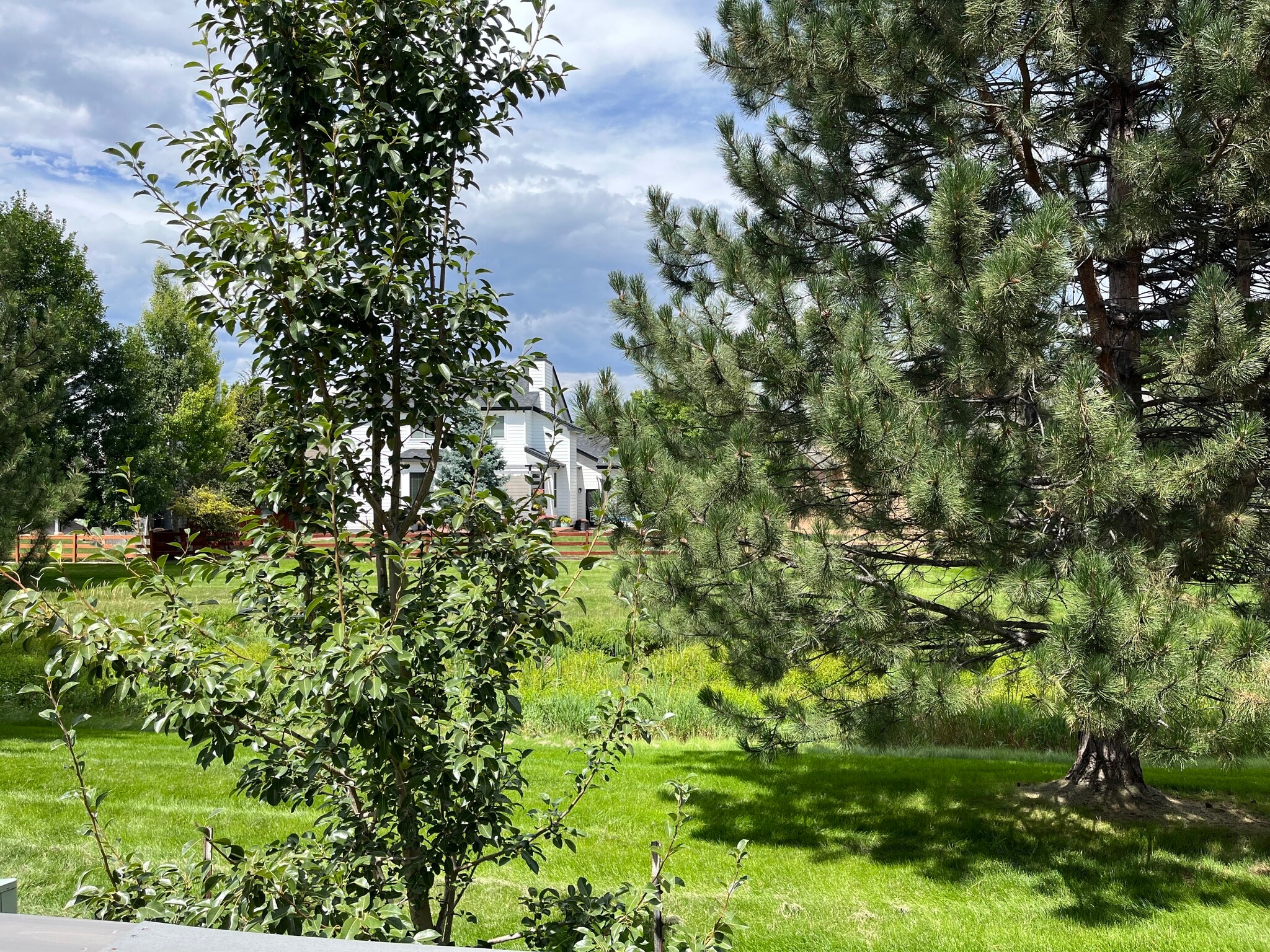 Backyard looking at pear tree/pine trees - 2232 Sweetwater Creek Dr