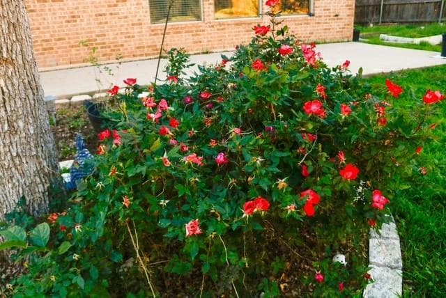 Building Photo - 1404 Harvest Bend Ln