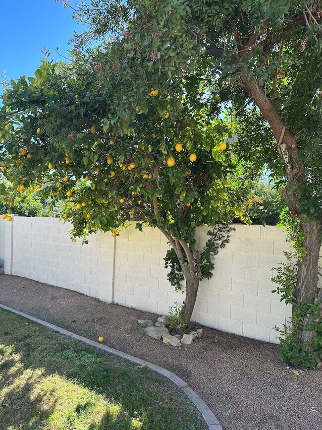 Building Photo - Gorgeous 4 bedroom Scottsdale home with POOL and 3 car garage