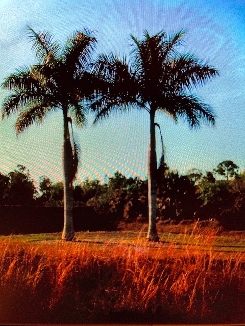 Twin-palms Meadow, pre-climate change - 11024 161st St N