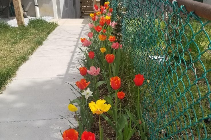 front yard - 3107 14th St NE
