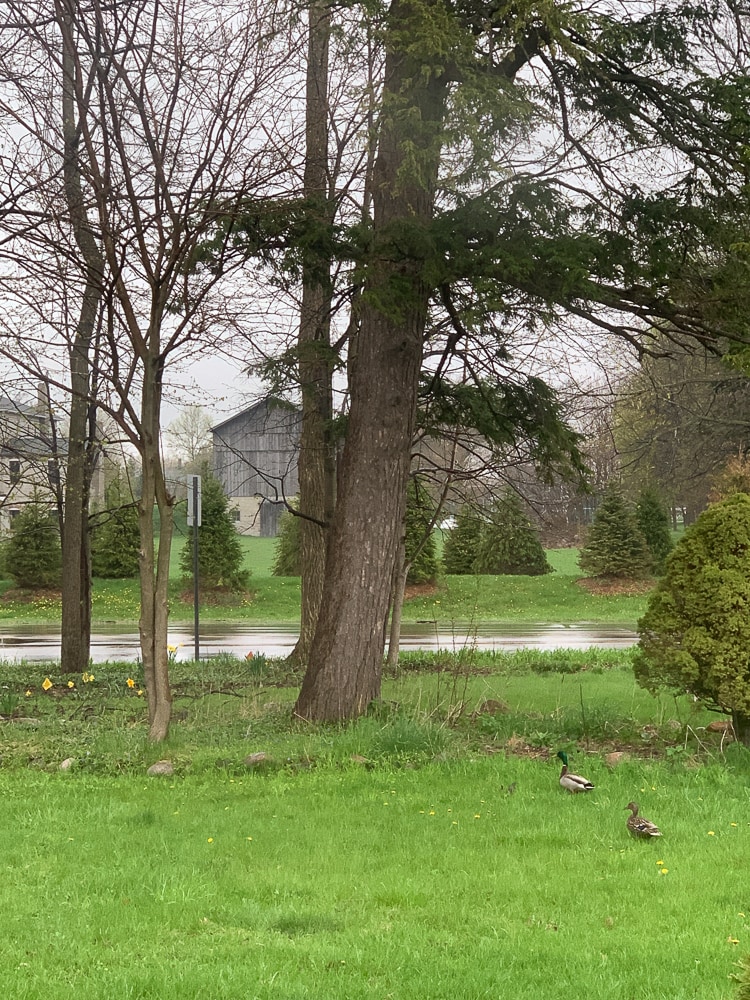 Front yard - 4130 Bishop Ave