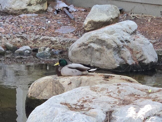 Building Photo - COSTA MESA 2 BEDROOM, 2 BATHROOM CONDO $3,400 (BRISTOL & BAKER)