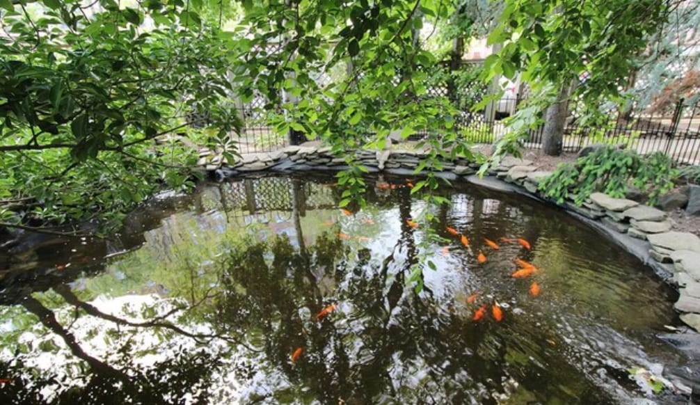 Pond - 201 Saint Pauls Ave