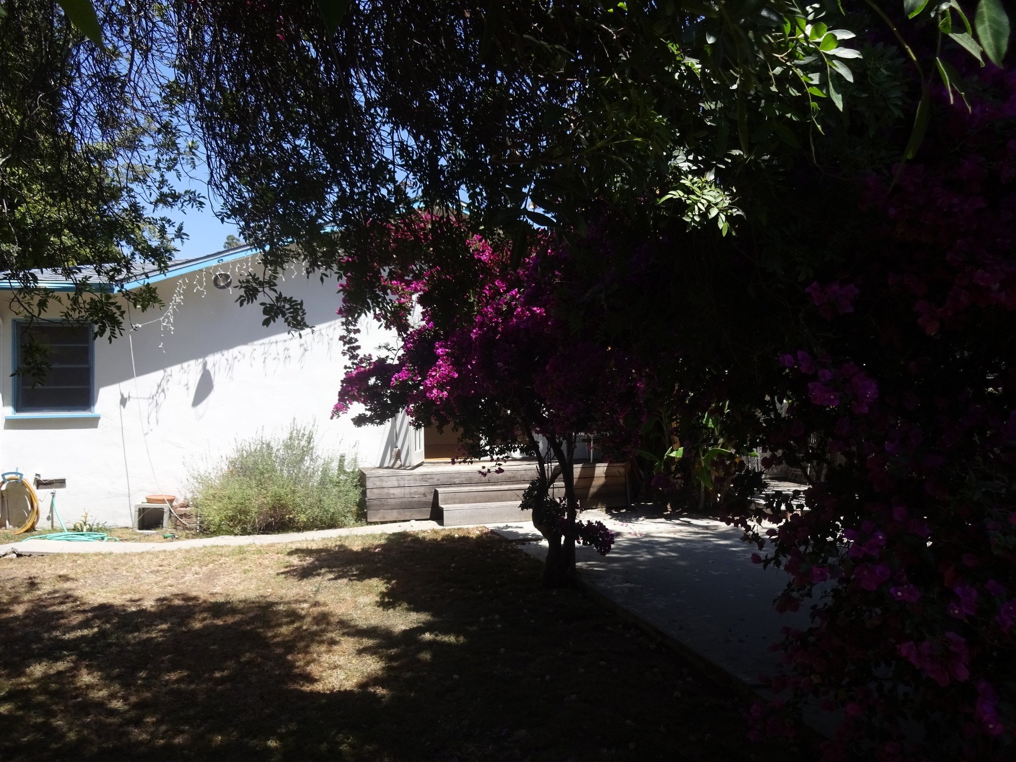 Back garden - 1532 Yale St