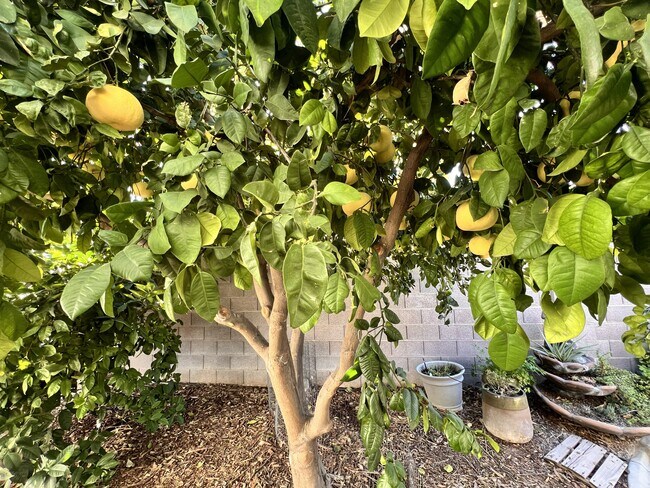 Building Photo - 7505 Pinedale Ave