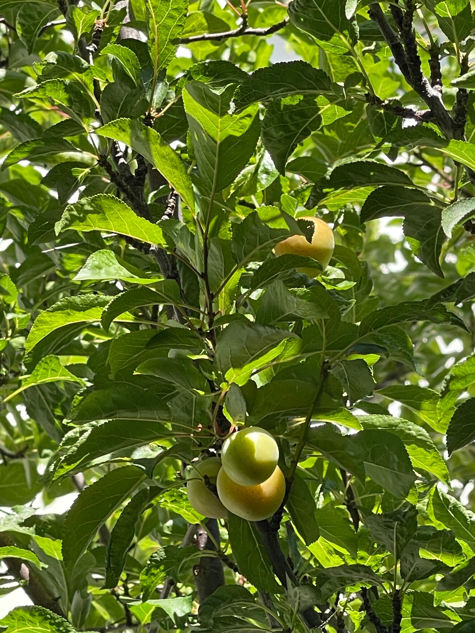 Building Photo - 459 44th St