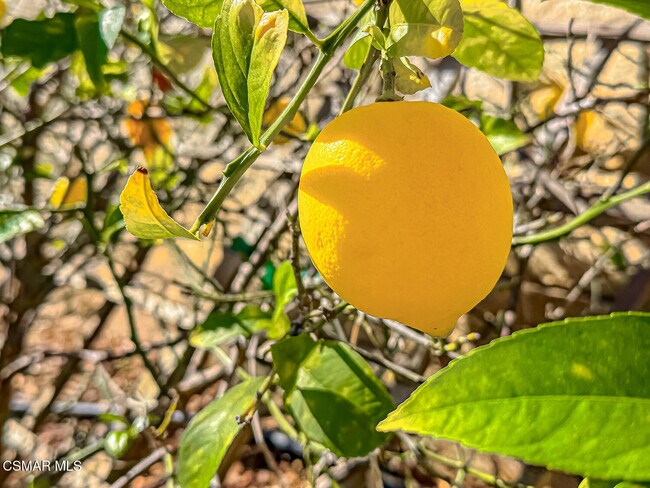 Building Photo - 4948 Via Coronado