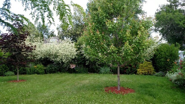 Middle of yard looking towards the street. Trees are much more mature than photos. - 2101 Ellis St