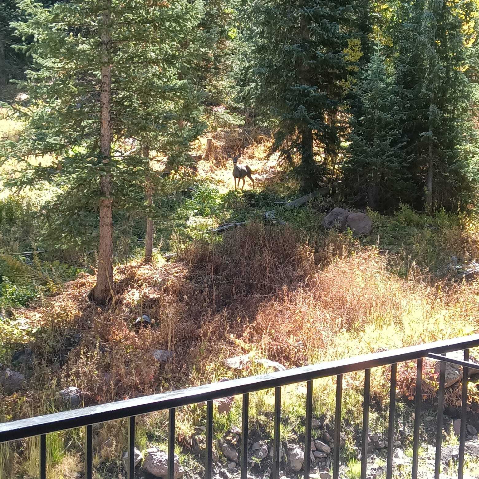 Building Photo - 651 S Snowflake Ln