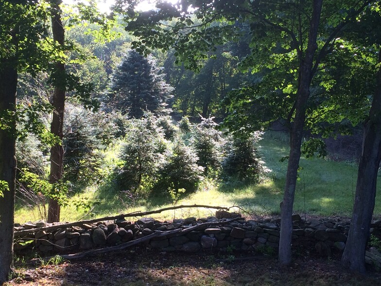 CHRISTMAS TREES BEHIND THE HOUSE - 128 Center Rd