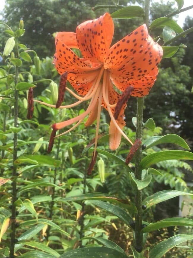 Building Photo - 49 Duke St