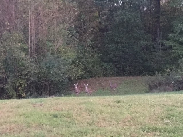 Building Photo - 887 Jennifer Lane