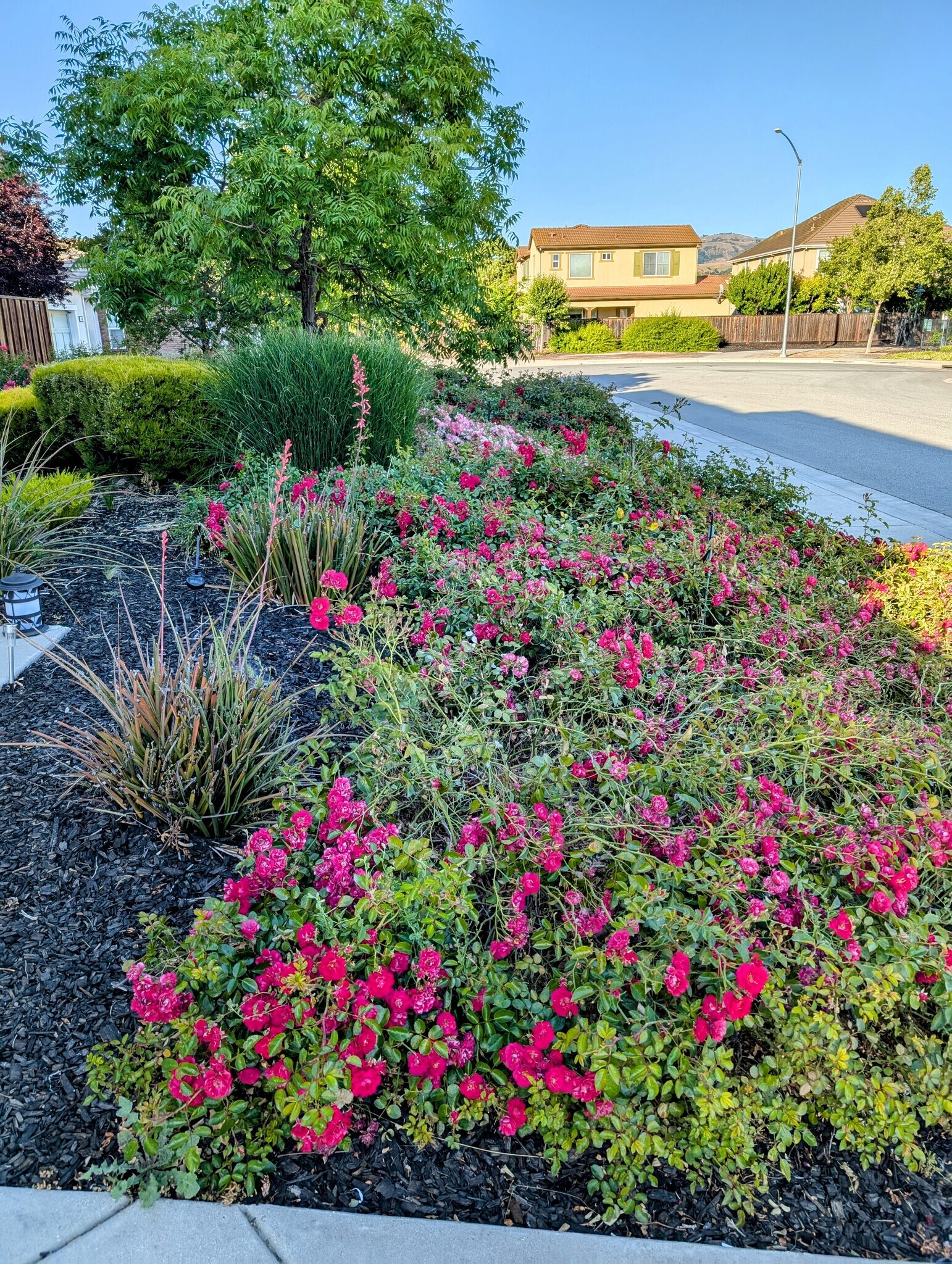 Cul de Sac - 655 San Marino Ct