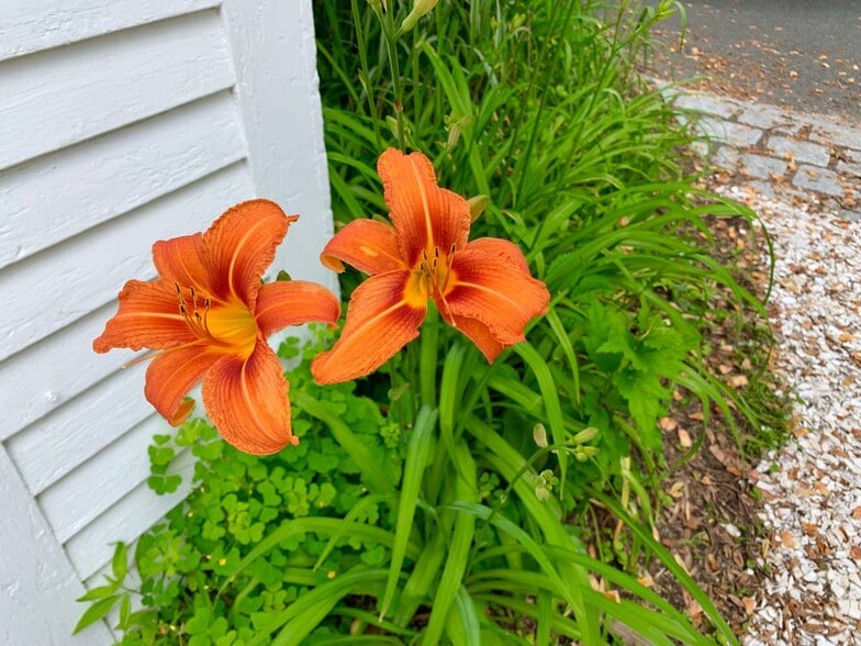 Around the yard - 1B Church St
