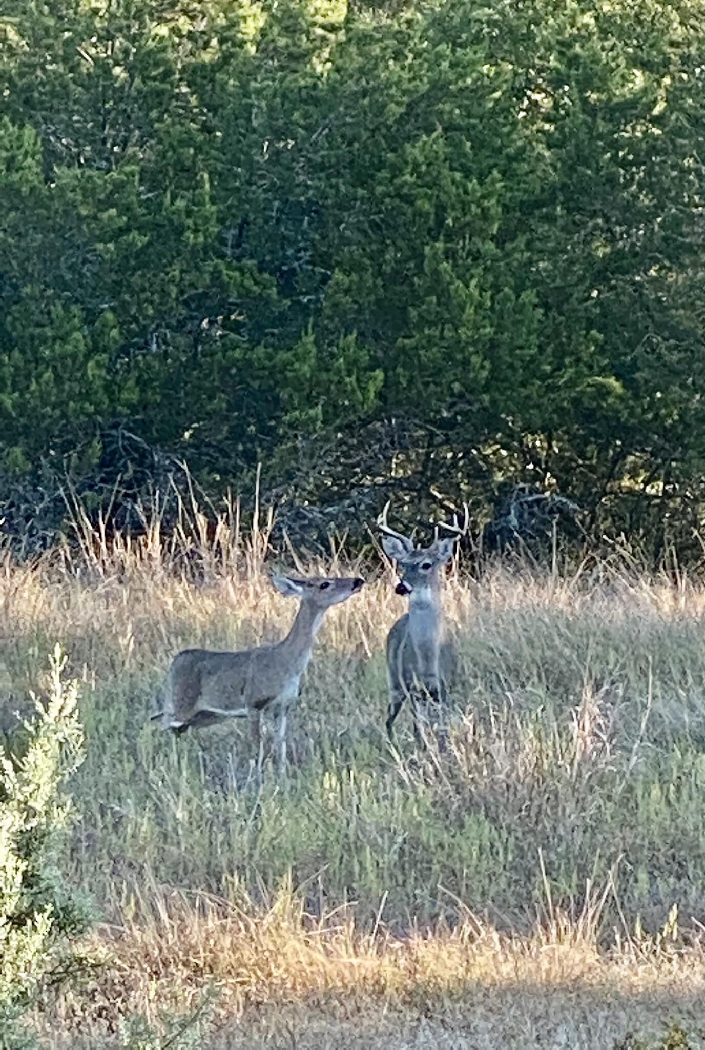 Literally 25 yards from our deck all year long - 429 Pink Granite Blvd