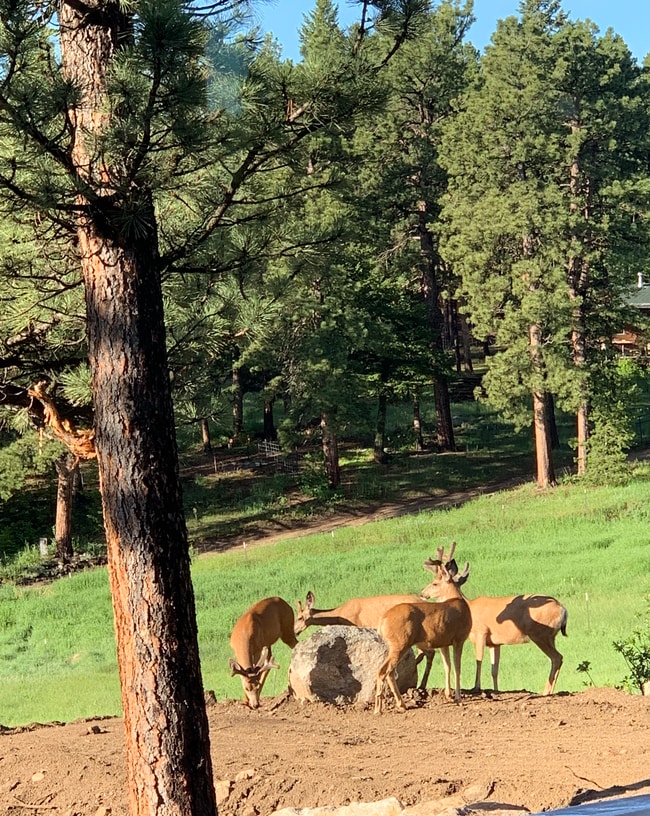 Building Photo - 334 Pine Glade Rd