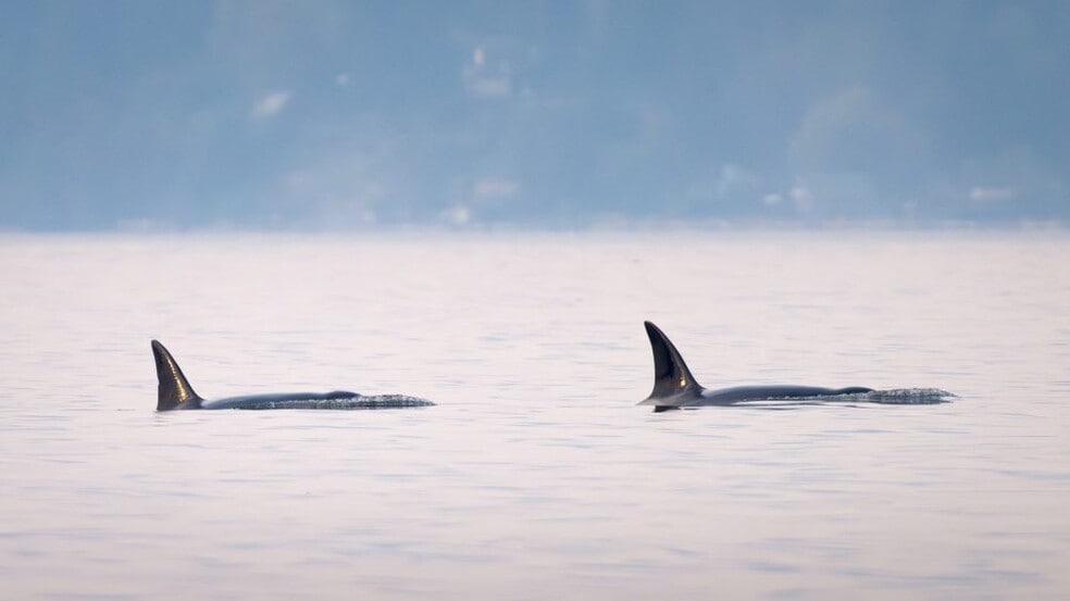 Building Photo - 1588 Alki Ave SW