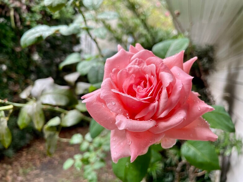 Garden - 912 Wilson Dr