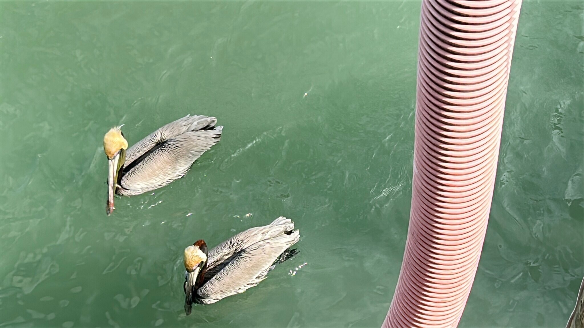 Building Photo - 13100 Boca Ciega Ave