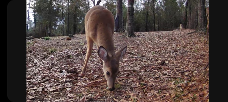 Building Photo - 590 St Luke Church Rd