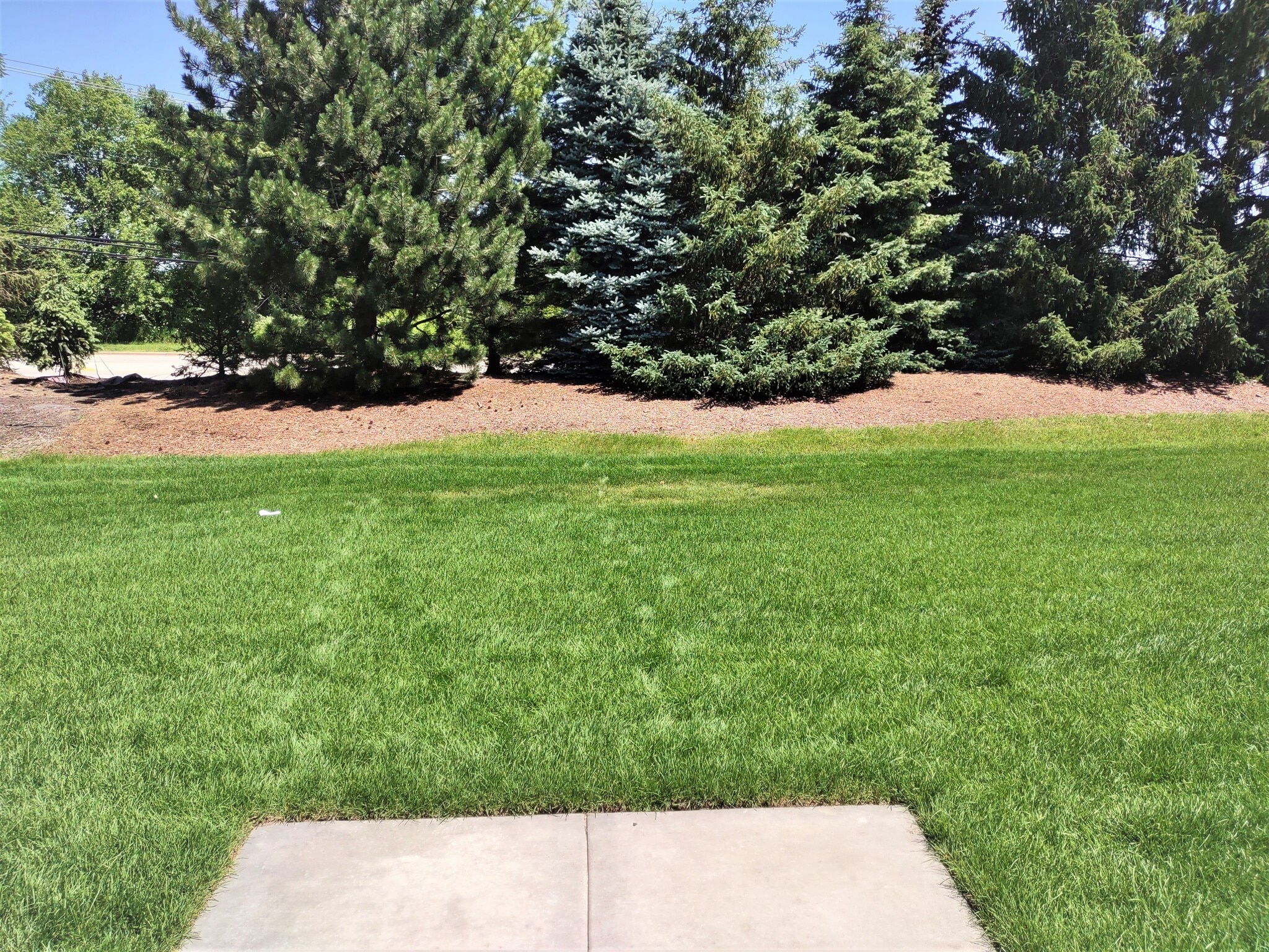 Back yard - 1925 Turtle Creek Ct