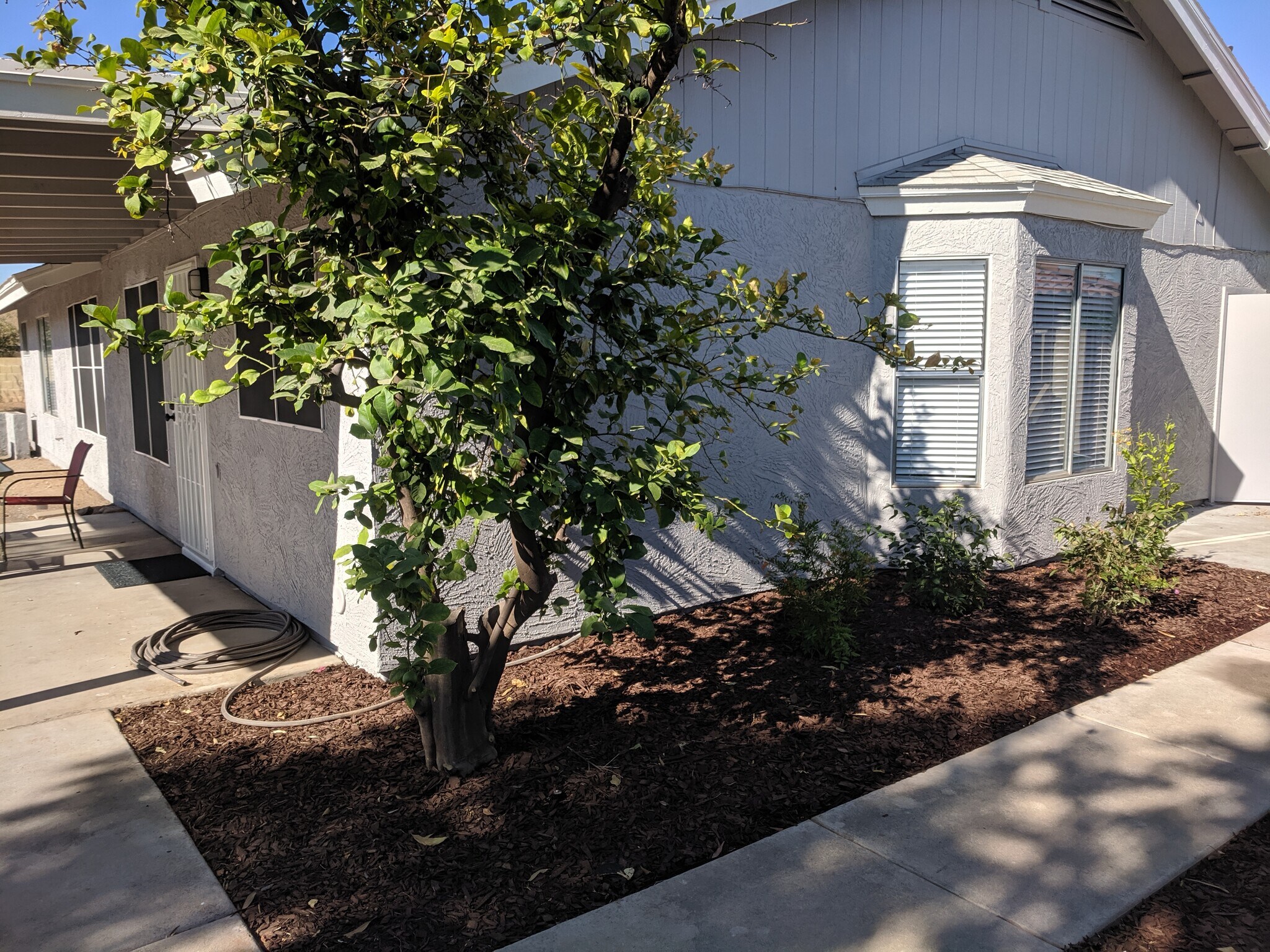 Facing north wall of house, Lemon tree in view - 14101 N 78th Dr