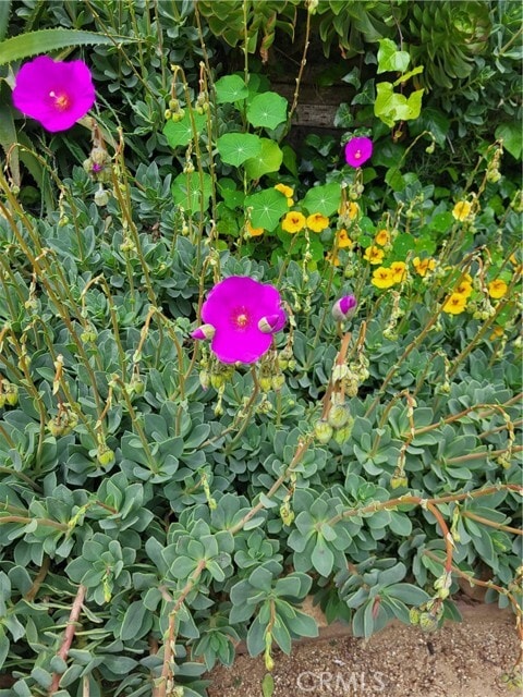 Building Photo - 923 Poli St