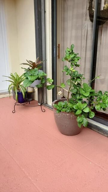 Building Photo - 2116 Praza Ln