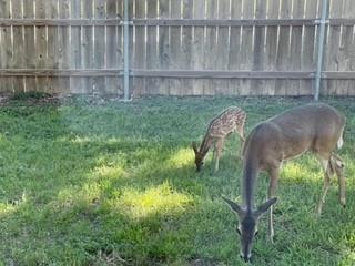 Building Photo - 4159 Steck Ave