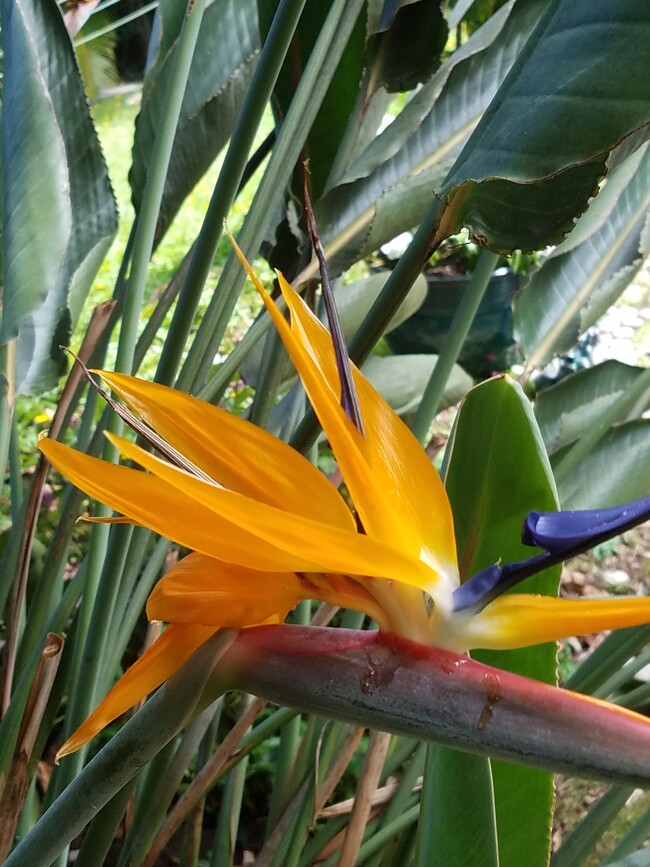 Bird of Paradise bushes - 47-337 Mahakea Rd