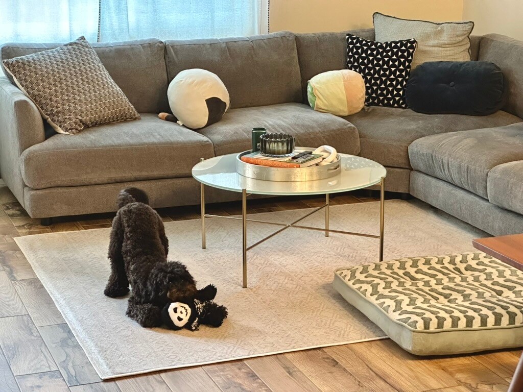 Pet friendly - 537 N Adams St