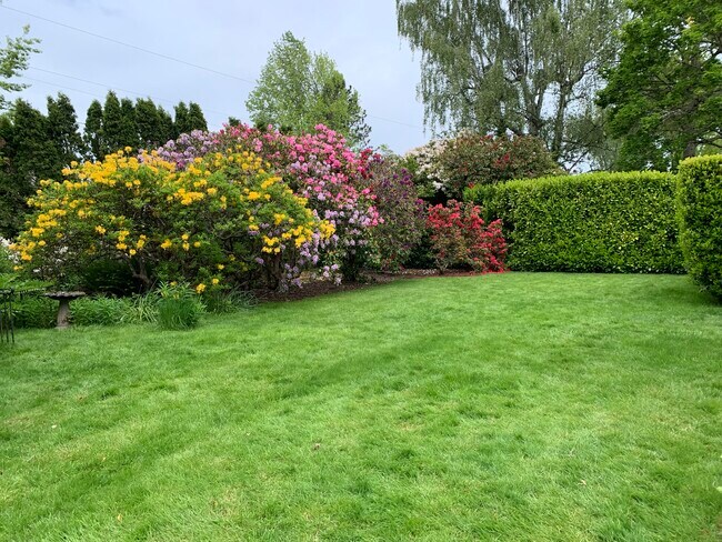 Old-Growth Azaleas - 8535 SW 58th Ave