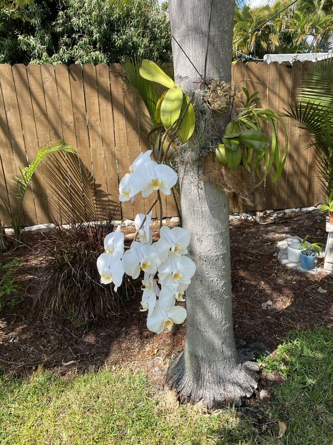 Orchids growing on trees - 141 Wenonah Pl