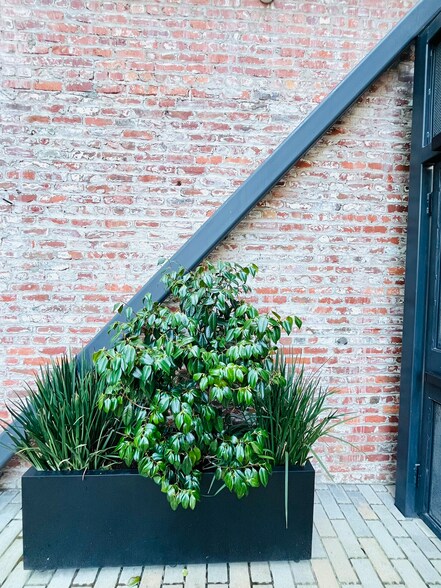 Back Courtyard Wall - 230 7th St