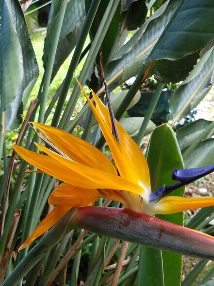 Two Bird of Paradise Bushes - 47-337 Mahakea Rd