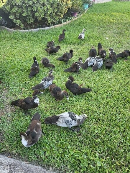 Building Photo - 237 N Hidden Tree Dr