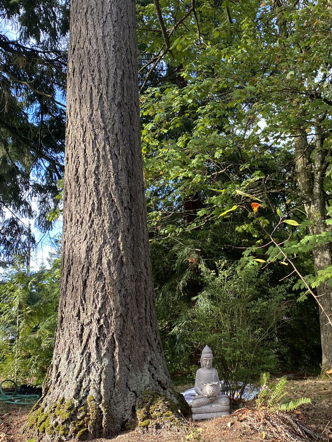 front yard is serene natural Doug Fir forest - 4482 SW Pasadena St