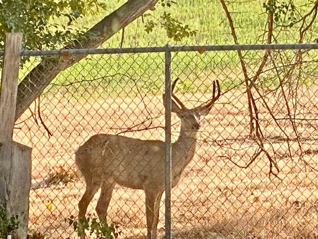 Building Photo - 11540 Sandy Creek Dr