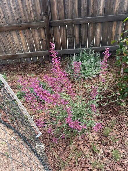 Backyard - 4701 Meade St