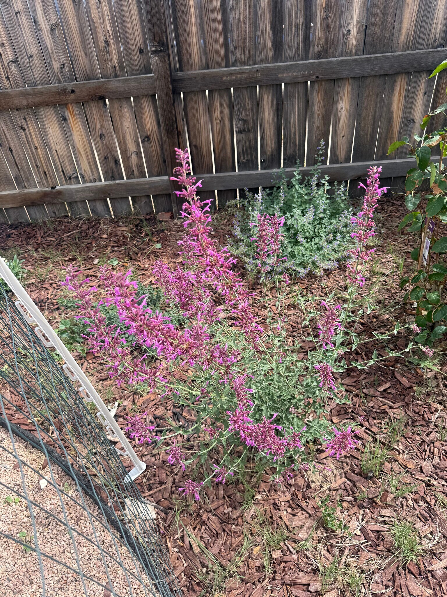 Backyard - 4701 Meade St