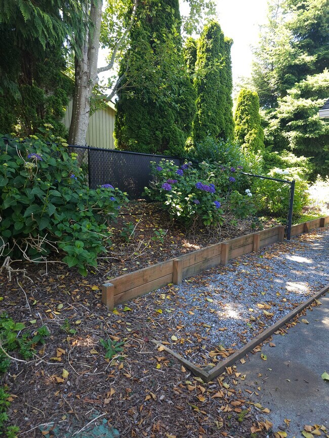 Hydrangeas on side of house/garage - 8120 Kitamat Way